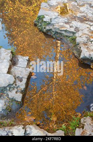 Birken spiegeln sich in Wasserpfützen am Kalksteinufer des Cave Point County Park am Ufer des Lake Michigan in Door County, WI Stockfoto