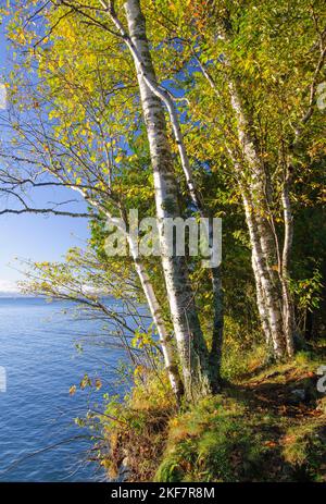 Ein paar Papierbirken hängen am Rand eines Bluufs über dem Lake Michigan im Cave Point County Park in Door County, Wisconsin Stockfoto