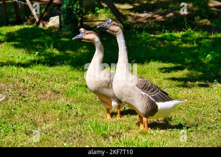 Chinesische Gans im Garten Stockfoto