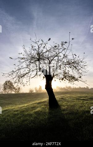 Aufgehende Sonne hinter einem alten Kirschbaum Stockfoto