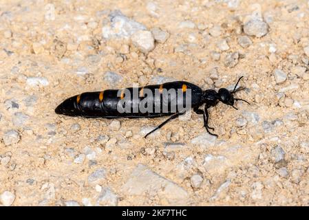 Berberomeloe majalis (Linnaeus, 1758) - Meloidae - Rotgestreifter Ölkäfer - Erwachsener in Andalusien, Spanien. Mai 2022 Stockfoto