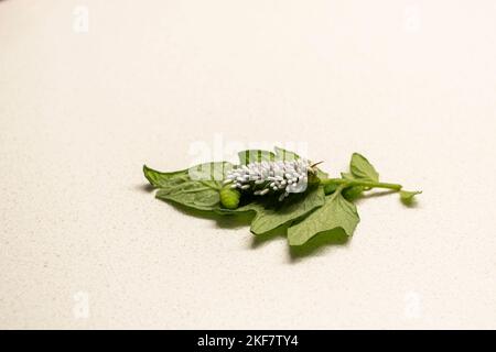 Tabakhornwurm, Manduca Sexta, Raupe der Carolina Sphinx-Motte, bedeckt mit brakoniden Wespenkokons, die den Wirt langsam töten. Kansas, USA Stockfoto