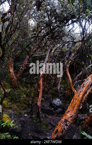 Queñua oder Papierbaum (Polylepis) Wald endemisch in den mittleren und hohen Regionen der tropischen Anden. Cajas National Park, Cuenca, Ecuador. Stockfoto