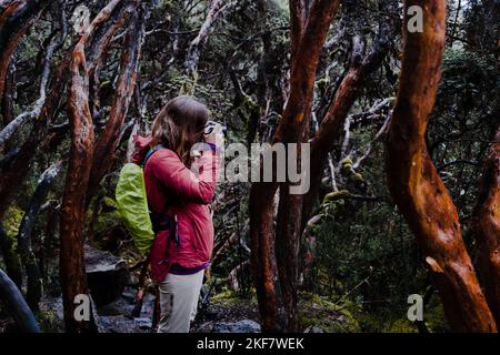 Eine Fotografin, die ein Bild in einem Papierbaumwald fotografiert, der im Hochland der tropischen Anden endemisch ist. Cajas National Park, Ecuador. Stockfoto