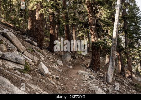 Der Watchtower Trail schlängelt sich durch Kiefern im Sequoia National Park bergauf Stockfoto