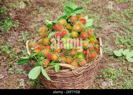 Reife Rambutanfrucht im großen Korb Stockfoto