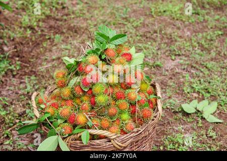 Reife Rambutanfrucht im großen Korb Stockfoto