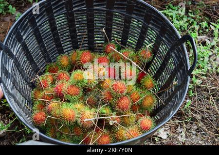 Reife Rambutanfrucht im großen Korb Stockfoto