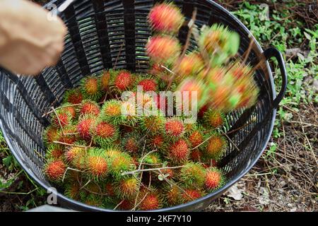 Reife Rambutanfrucht im großen Korb Stockfoto