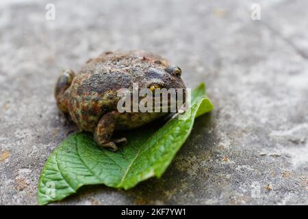 Unschärfe-Rohrkröte, Rhinella Marina, großer Frosch. Gesicht Porträt von großen Amphibien in der Natur Lebensraum. Tier im Tropenwald. Wildlife-Szene aus Stockfoto