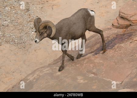 Desert Bighorn Sheep (Ovis canadensis nelsoni) RAM absteigend Sandstein Hang, Zion National Park, Utah Stockfoto