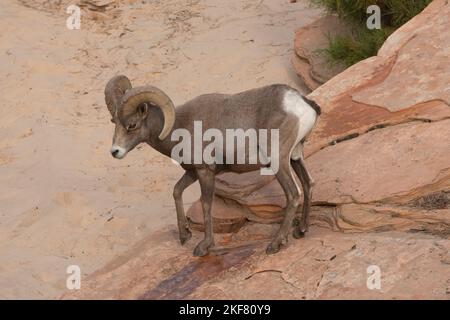 Desert Bighorn Sheep (Ovis canadensis nelsoni) RAM absteigend Sandstein Hang, Zion National Park, Utah Stockfoto