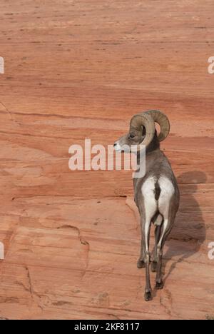 Desert Bighorn Sheep (Ovis canadensis nelsoni) RAM Climbing Sandstone Slope, Zion National Park, Utah Stockfoto