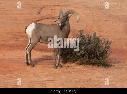 Desert Bighorn Sheep (Ovis canadensis nelsoni) RAM Climbing Sandstone Slope, Zion National Park, Utah Stockfoto