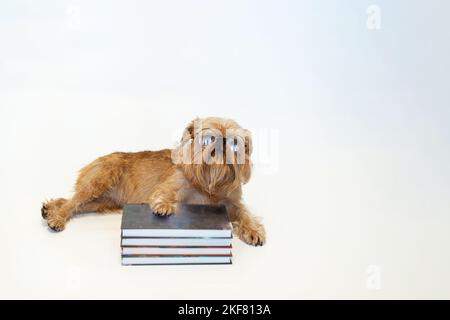 Nette Hunderasse Brüssel Griffon liest ein Buch auf weißem Hintergrund. Hochwertige Fotos Stockfoto