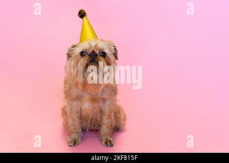 Brüsseler Griffon-Hund, der einen Geburtstag oder Karneval mit einem Partyhut feiert. Isoliert auf einem rosa Hintergrund. Hochwertige Fotos Stockfoto