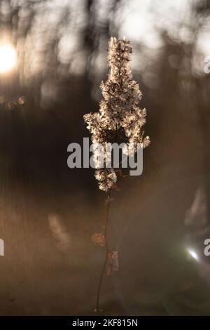 Defokussiert Ansicht von getrockneten Wildblumen und Gras, mit Linsen Fackeln vor verschwommenem Himmel Hintergrund von helios Linse . Hochwertige Fotos Stockfoto