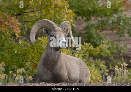 Desert Bighorn Sheep (Ovis canadensis nelsoni) RAM ruhend, Zion National Park, Utah Stockfoto