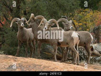 Desert Bighorn Schafe (Ovis canadensis nelsoni) RAM-Gruppe im Herbst, Zion National Park, Utah Stockfoto