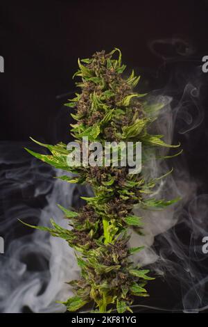 Rotes Cannabis in Rauch, purpurner Marihuana-Rauch, Hanf, hanf, Kopierraum Stockfoto