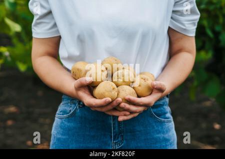 Nahaufnahme von oben Bauernhände mit Kartoffelhaufen. Sommer Natur. Herbsternte. Farmer Field. Stockfoto