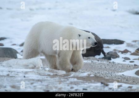 Eisbären in Churchill Stockfoto