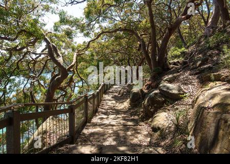 Bäume auf beiden Seiten des Bradleys Head Walking Track im Sydney Harbour National Park, Australien Stockfoto