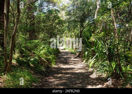 Bäume auf beiden Seiten des Bradleys Head Walking Track im Sydney Harbour National Park, Australien Stockfoto