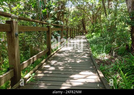 Bäume auf beiden Seiten des Bradleys Head Walking Track im Sydney Harbour National Park, Australien Stockfoto