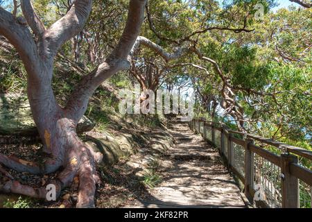 Bäume auf beiden Seiten des Bradleys Head Walking Track im Sydney Harbour National Park, Australien Stockfoto