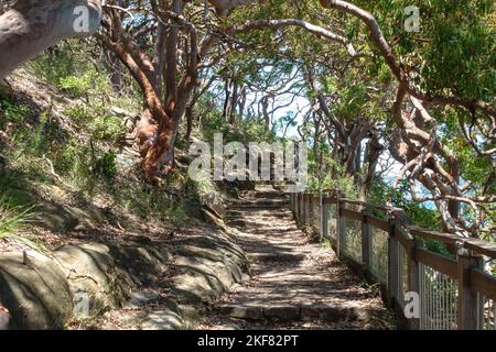 Bäume auf beiden Seiten des Bradleys Head Walking Track im Sydney Harbour National Park, Australien Stockfoto