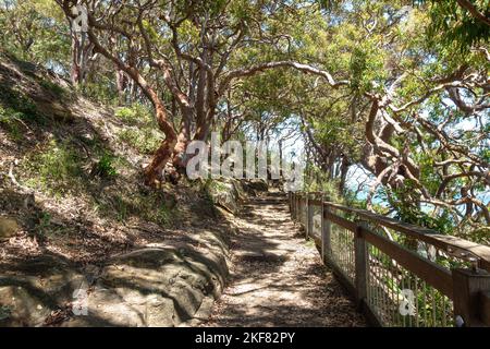 Bäume auf beiden Seiten des Bradleys Head Walking Track im Sydney Harbour National Park, Australien Stockfoto