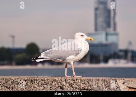 Porträt einer Möwe. Vogel an der polnischen Küste in Gdynia. Stockfoto