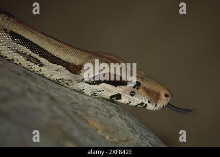 Dunkler Tigerpython / Burmesischer Python / Python molurus bivittatus Stockfoto