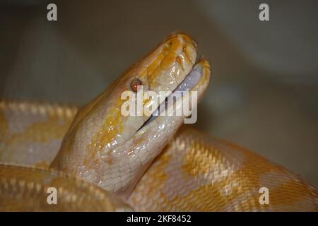 Dunkler Tigerpython / Burmesischer Python / Python molurus bivittatus Stockfoto