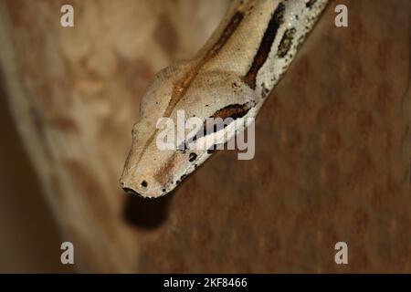 Dunkler Tigerpython / Burmesischer Python / Python molurus bivittatus Stockfoto