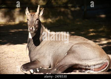 Nilgauantilope/Nilgai-Antilope/Boselaphus tragocamelus Stockfoto
