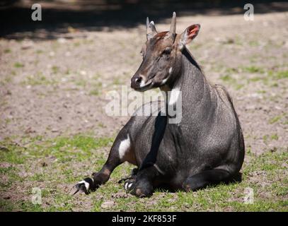 Nilgauantilope/Nilgai-Antilope/Boselaphus tragocamelus Stockfoto