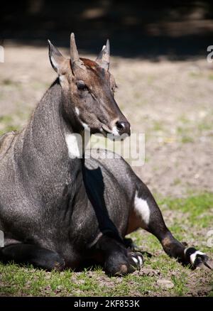 Nilgauantilope/Nilgai-Antilope/Boselaphus tragocamelus Stockfoto
