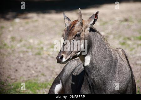 Nilgauantilope/Nilgai-Antilope/Boselaphus tragocamelus Stockfoto