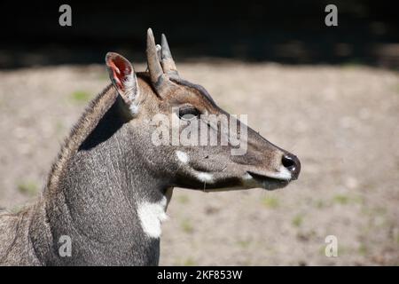 Nilgauantilope/Nilgai-Antilope/Boselaphus tragocamelus Stockfoto