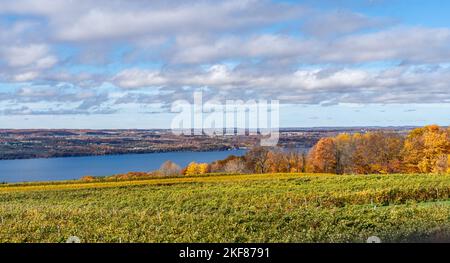 Herbstfarben im Vineyard in der Finger Lake Region von New York Stockfoto