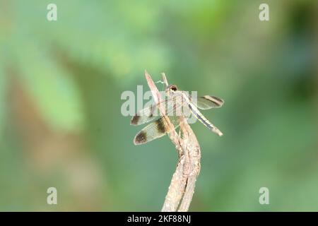 Schöne Insekten in Sri Lanka. Besuchen Sie Sri Lanka Stockfoto