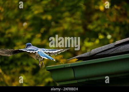 Blauer jay, der vom Dach eines Hauses abbricht und Wasser aufleitet. Stockfoto