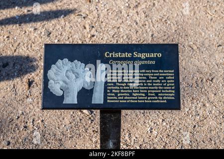 Sabino Canyon, AZ, USA - 31. März 2022: Ein kreatisches Saguaro-Krempenmuster Stockfoto