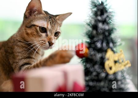Eine entzückende Haushaltskatze, die mit Weihnachtsschmuck auf einem kleinen Weihnachtsbaum spielt. Tier- und Urlaubskonzept Stockfoto