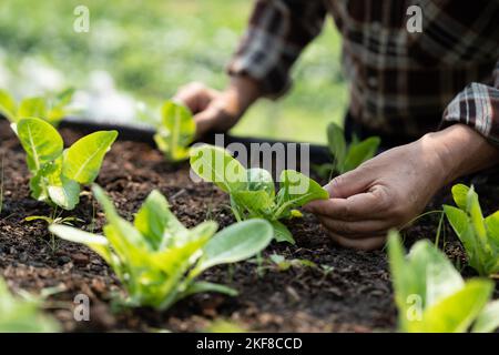 Nahaufnahme Hände von Landwirten, die im hydroponischen Gewächshaus Salat pflücken. Stockfoto