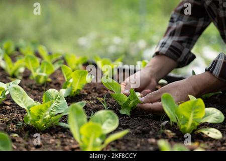 Nahaufnahme Hände von Landwirten, die im hydroponischen Gewächshaus Salat pflücken. Stockfoto