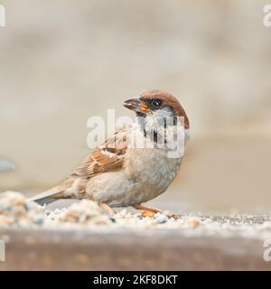 Sperling. Sperlinge sind eine Familie kleiner Singvögel, Passeridae. Sie sind auch als wahre Spatzen oder Spatzen der Alten Welt bekannt, für die auch Namen verwendet werden Stockfoto