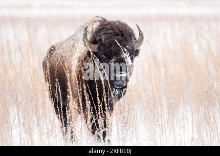 Sehr großer Bison in einem Schneesturm, versteckt hinter Gras auf Antelope Island in Utah Stockfoto